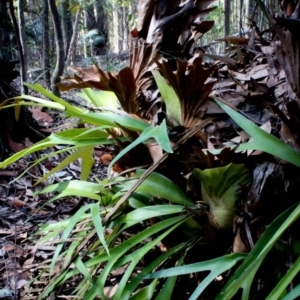 Platycerium bifurcatum at Corunna, NSW - suppressed