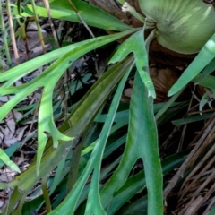 Platycerium bifurcatum (Elkhorn) at Corunna, NSW - 31 Aug 2018 by LocalFlowers