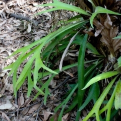 Platycerium bifurcatum at Corunna, NSW - suppressed