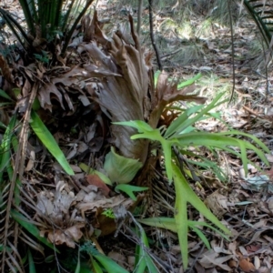 Platycerium bifurcatum at Corunna, NSW - suppressed