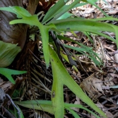 Platycerium bifurcatum at Corunna, NSW - suppressed