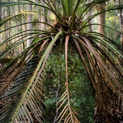 Macrozamia communis (Burrawang) at Corunna State Forest - 31 Aug 2018 by LocalFlowers