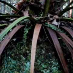 Macrozamia communis at Corunna, NSW - 31 Aug 2018