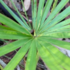 Livistona australis (Australian Cabbage Palm) at Corunna State Forest - 31 Aug 2018 by LocalFlowers