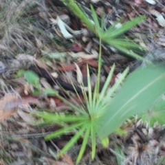 Livistona australis at Corunna, NSW - suppressed