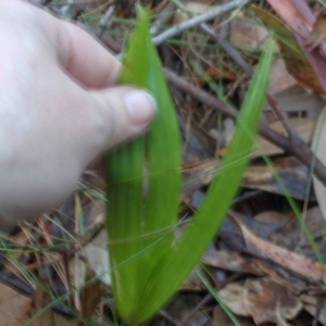 Livistona australis at Corunna, NSW - suppressed