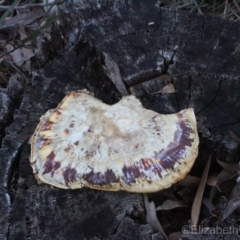 Unverified at Corunna State Forest - 31 Aug 2018 by LocalFlowers