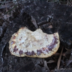 Unidentified at Corunna State Forest - 31 Aug 2018 by LocalFlowers