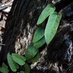 Parsonsia straminea (Common Silkpod) at Corunna, NSW - 31 Aug 2018 by LocalFlowers