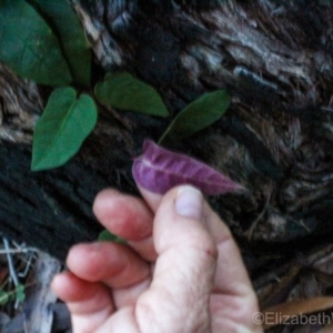 Parsonsia straminea at Corunna, NSW - 31 Aug 2018 03:50 PM