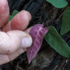 Parsonsia straminea at Corunna, NSW - 31 Aug 2018 03:50 PM