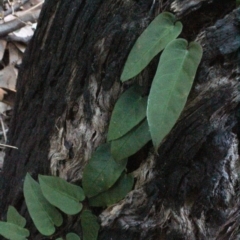 Parsonsia straminea at Corunna, NSW - 31 Aug 2018 03:50 PM