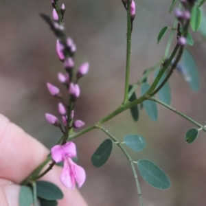 Indigofera australis subsp. australis at Corunna, NSW - 1 Sep 2018 01:25 AM