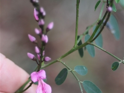 Indigofera australis subsp. australis (Australian Indigo) at Corunna, NSW - 31 Aug 2018 by LocalFlowers