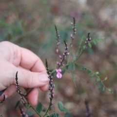 Indigofera australis subsp. australis at Corunna, NSW - 1 Sep 2018 01:25 AM