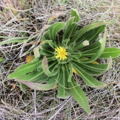 Picris angustifolia subsp. merxmuelleri at Kosciuszko National Park, NSW - 16 Dec 2012 by JanetRussell