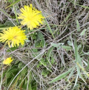 Picris angustifolia subsp. merxmuelleri at Kosciuszko National Park, NSW - 16 Dec 2012