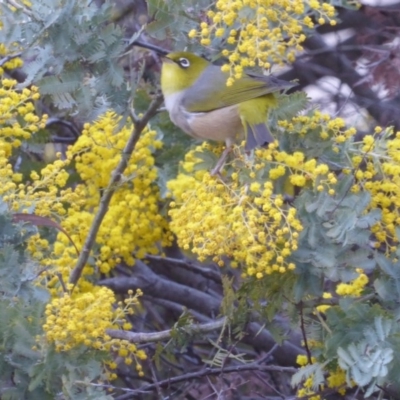 Zosterops lateralis (Silvereye) at Deakin, ACT - 1 Sep 2018 by JackyF