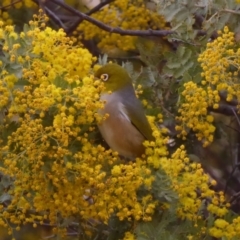 Zosterops lateralis at Deakin, ACT - 1 Sep 2018 02:27 PM