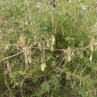 Clematis leptophylla (Small-leaf Clematis, Old Man's Beard) at Federal Golf Course - 1 Sep 2018 by JackyF