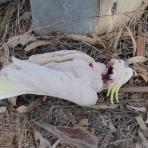 Cacatua galerita at Hughes, ACT - 1 Sep 2018 02:50 PM