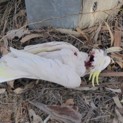 Cacatua galerita (Sulphur-crested Cockatoo) at Red Hill Nature Reserve - 1 Sep 2018 by JackyF