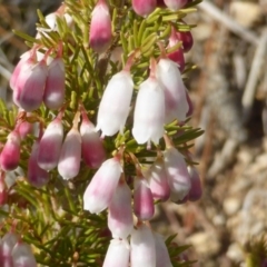 Erica lusitanica (Spanish Heath ) at Isaacs, ACT - 1 Sep 2018 by Mike