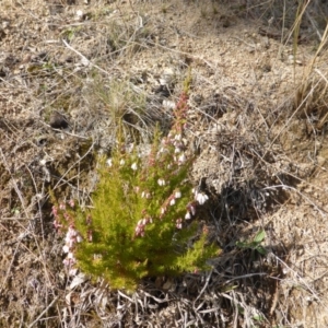 Erica lusitanica at Isaacs, ACT - 1 Sep 2018 03:01 PM