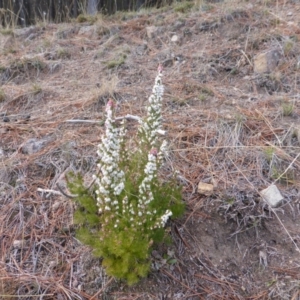 Erica lusitanica at Isaacs, ACT - 1 Sep 2018