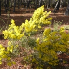 Acacia boormanii (Snowy River Wattle) at Isaacs, ACT - 1 Sep 2018 by Mike