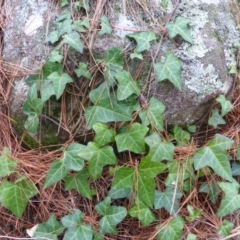 Hedera helix (Ivy) at Isaacs, ACT - 1 Sep 2018 by Mike