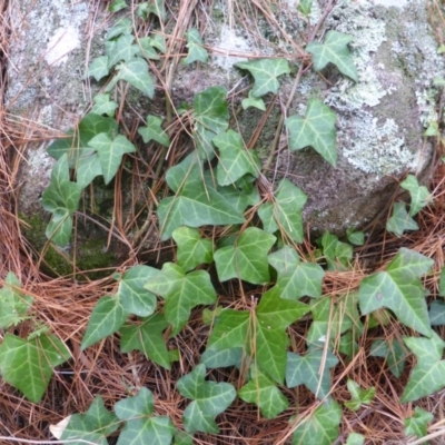 Hedera sp. (helix or hibernica) (Ivy) at Isaacs, ACT - 1 Sep 2018 by Mike