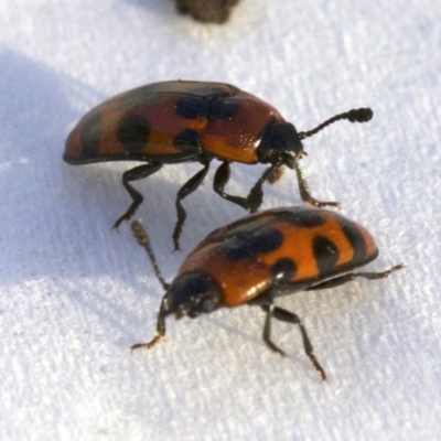 Episcaphula australis (Fungus beetle) at Mount Ainslie - 30 Aug 2018 by jb2602