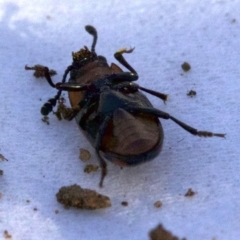 Episcaphula australis at Ainslie, ACT - 30 Aug 2018