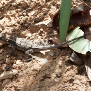 Rankinia diemensis at Cotter River, ACT - 1 Mar 2009