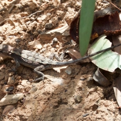 Rankinia diemensis (Mountain Dragon) at Cotter River, ACT - 1 Mar 2009 by KMcCue