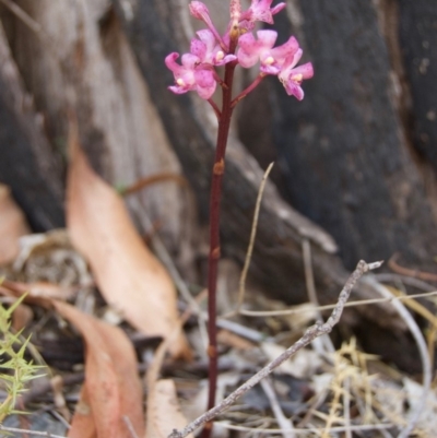Dipodium roseum (Rosy Hyacinth Orchid) at Cotter River, ACT - 1 Mar 2009 by KMcCue