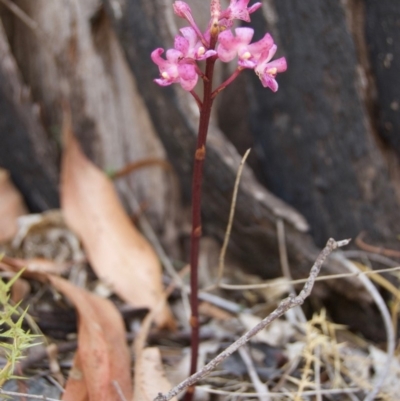 Dipodium roseum (Rosy Hyacinth Orchid) at Cotter River, ACT - 1 Mar 2009 by KMcCue