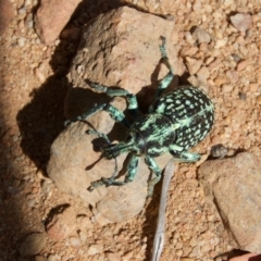 Chrysolopus spectabilis (Botany Bay Weevil) at Cotter River, ACT - 1 Mar 2009 by KMcCue