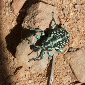 Chrysolopus spectabilis at Cotter River, ACT - 1 Mar 2009