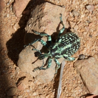 Chrysolopus spectabilis (Botany Bay Weevil) at Cotter River, ACT - 1 Mar 2009 by KMcCue