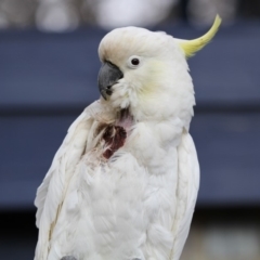 Cacatua galerita (Sulphur-crested Cockatoo) at Higgins, ACT - 31 Aug 2018 by Alison Milton