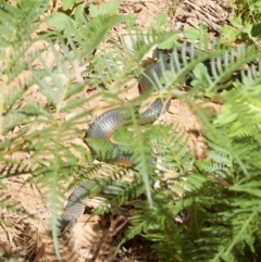 Austrelaps ramsayi (Highlands Copperhead) at Cotter River, ACT - 1 Mar 2009 by KMcCue