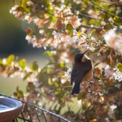 Acanthorhynchus tenuirostris (Eastern Spinebill) at Murrumbateman, NSW - 29 Aug 2018 by SallyandPeter