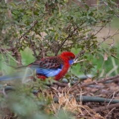 Platycercus elegans (Crimson Rosella) at Murrumbateman, NSW - 1 Sep 2018 by SallyandPeter