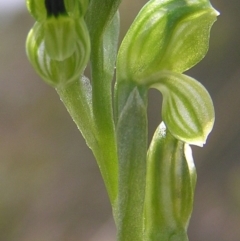 Hymenochilus bicolor (Black-tip Greenhood) at Mount Taylor - 9 Oct 2010 by MatthewFrawley