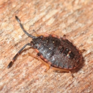 Diemenia rubromarginata at Molonglo Valley, ACT - 12 Aug 2018