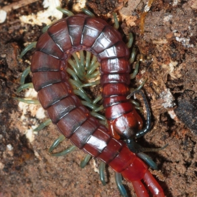 Cormocephalus sp.(genus) (Scolopendrid Centipede) at Molonglo Valley, ACT - 12 Aug 2018 by Harrisi