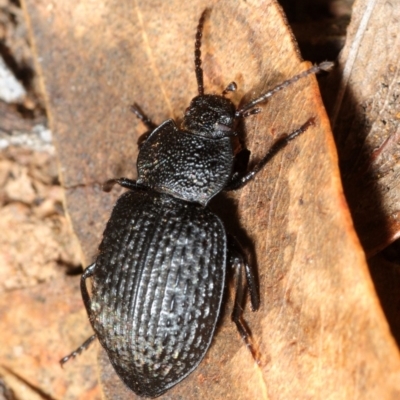 Adelium porcatum (Darkling Beetle) at National Arboretum Forests - 27 Aug 2018 by Harrisi