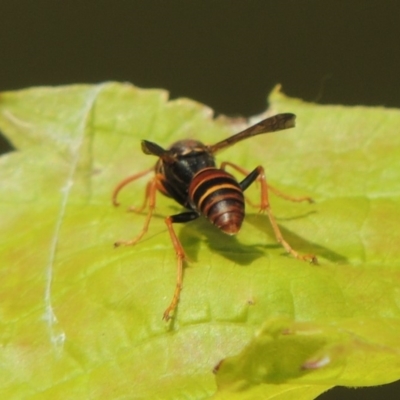 Polistes (Polistella) humilis (Common Paper Wasp) at Conder, ACT - 15 Mar 2015 by MichaelBedingfield